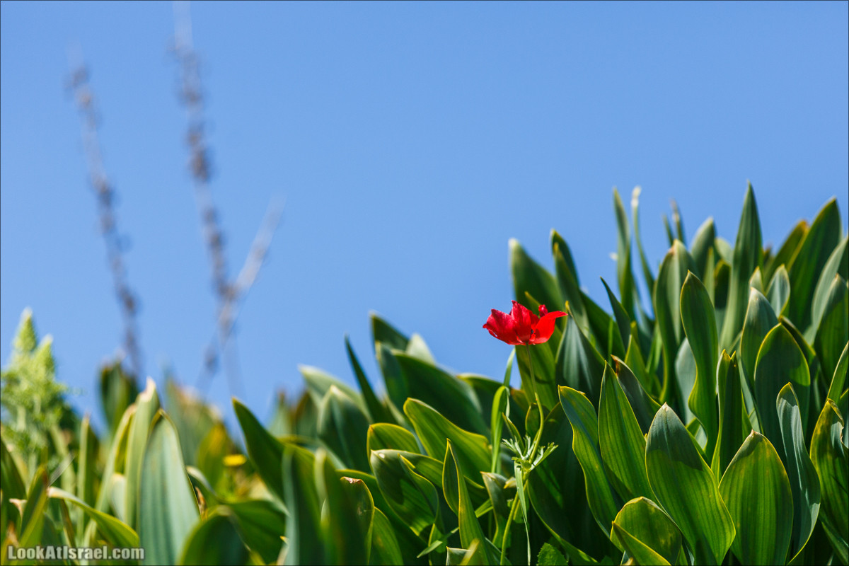 Цветение в Израиле. Самое яркое время года - зима | LookAtIsrael.com - Фото путешествия по Израилю