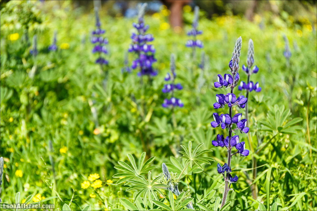 Цветение в Израиле. Самое яркое время года - зима | LookAtIsrael.com - Фото путешествия по Израилю