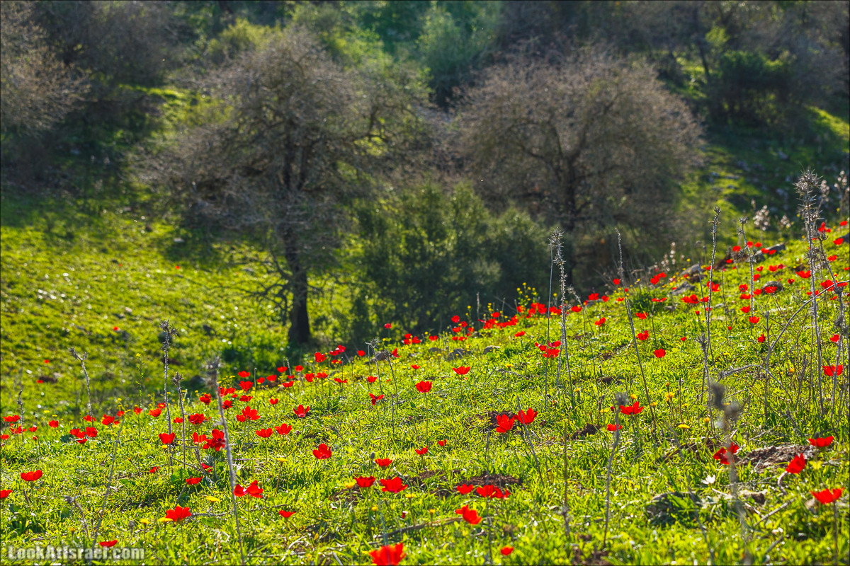 Цветение в Израиле. Самое яркое время года - зима | LookAtIsrael.com - Фото путешествия по Израилю