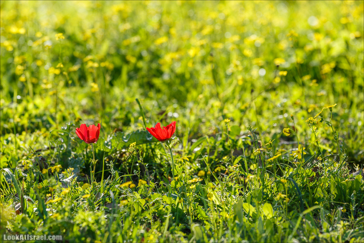 Цветение в Израиле. Самое яркое время года - зима | LookAtIsrael.com - Фото путешествия по Израилю