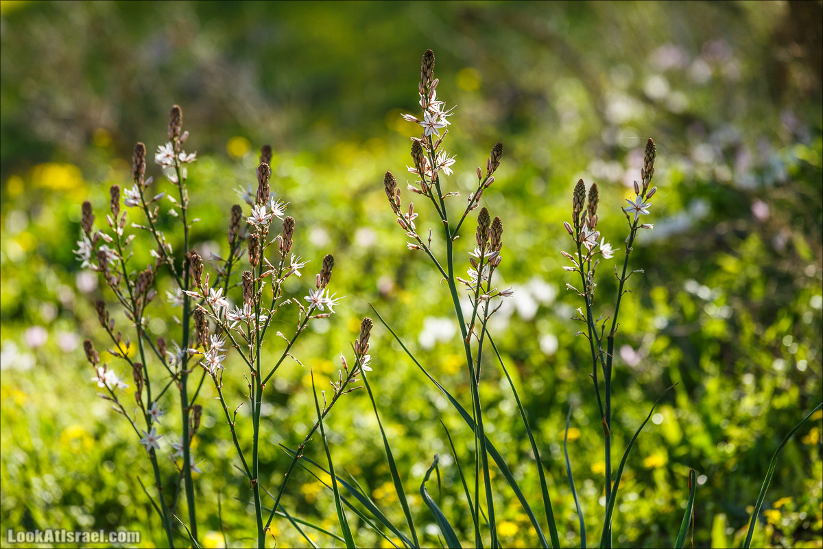 Цветение в Израиле. Самое яркое время года - зима | LookAtIsrael.com - Фото путешествия по Израилю