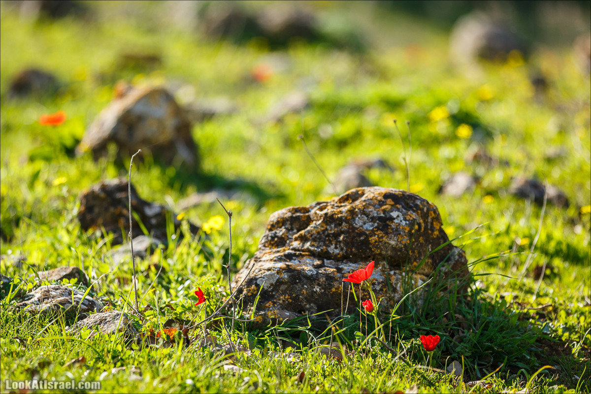 Цветение в Израиле. Самое яркое время года - зима | LookAtIsrael.com - Фото путешествия по Израилю