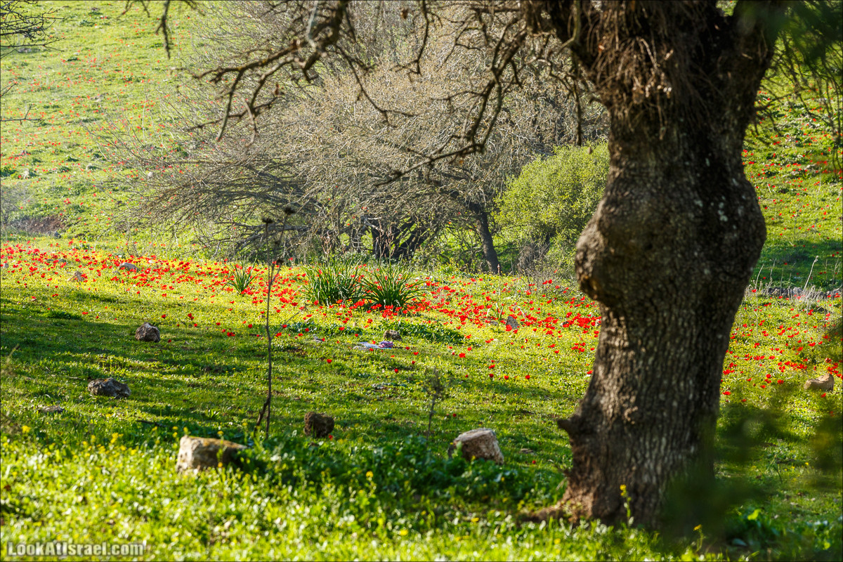 Цветение в Израиле. Самое яркое время года - зима | LookAtIsrael.com - Фото путешествия по Израилю