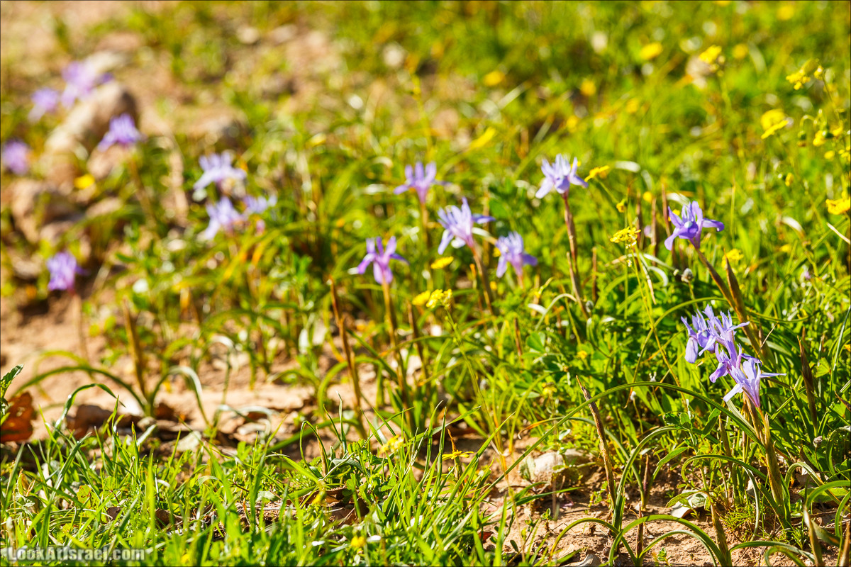 Цветение в Израиле. Самое яркое время года - зима | LookAtIsrael.com - Фото путешествия по Израилю