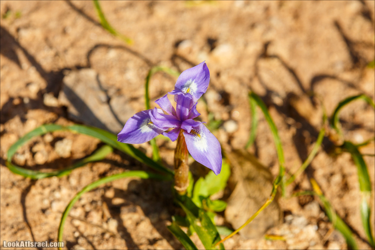 Цветение в Израиле. Самое яркое время года - зима | LookAtIsrael.com - Фото путешествия по Израилю