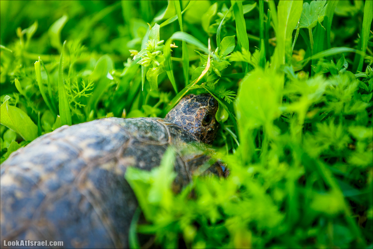 Цветение в Израиле. Самое яркое время года - зима | LookAtIsrael.com - Фото путешествия по Израилю