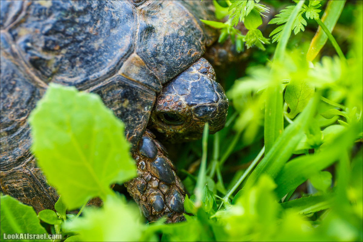 Цветение в Израиле. Самое яркое время года - зима | LookAtIsrael.com - Фото путешествия по Израилю