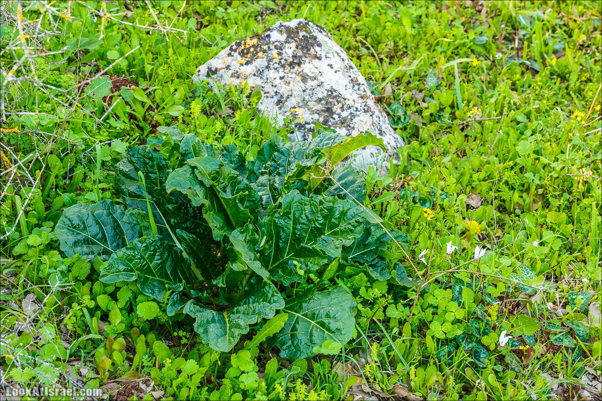 Цветение в Израиле. Самое яркое время года - зима | LookAtIsrael.com - Фото путешествия по Израилю
