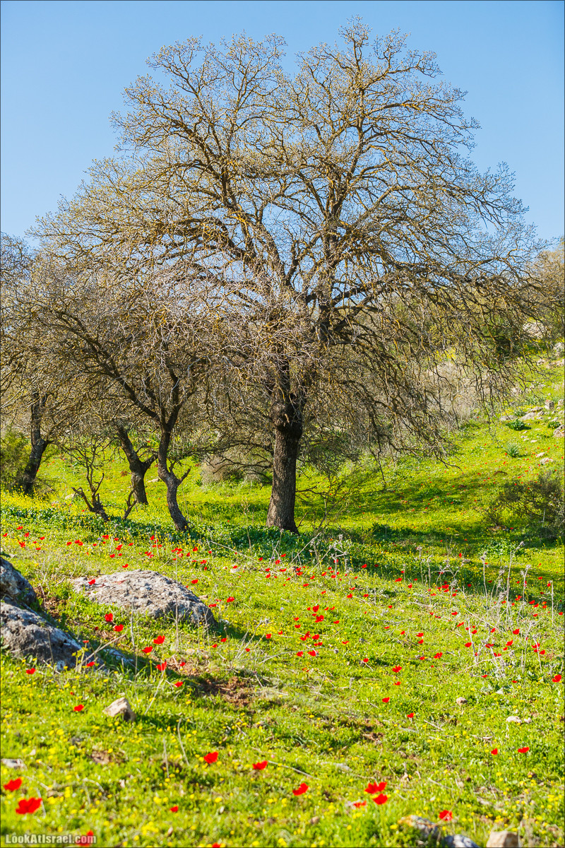 Цветение в Израиле. Самое яркое время года - зима | LookAtIsrael.com - Фото путешествия по Израилю
