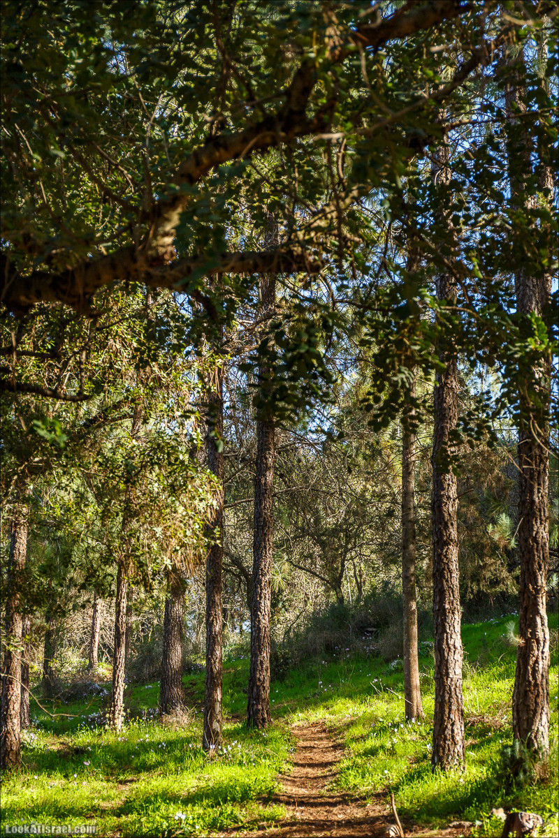 Цветение в Израиле. Самое яркое время года - зима | LookAtIsrael.com - Фото путешествия по Израилю