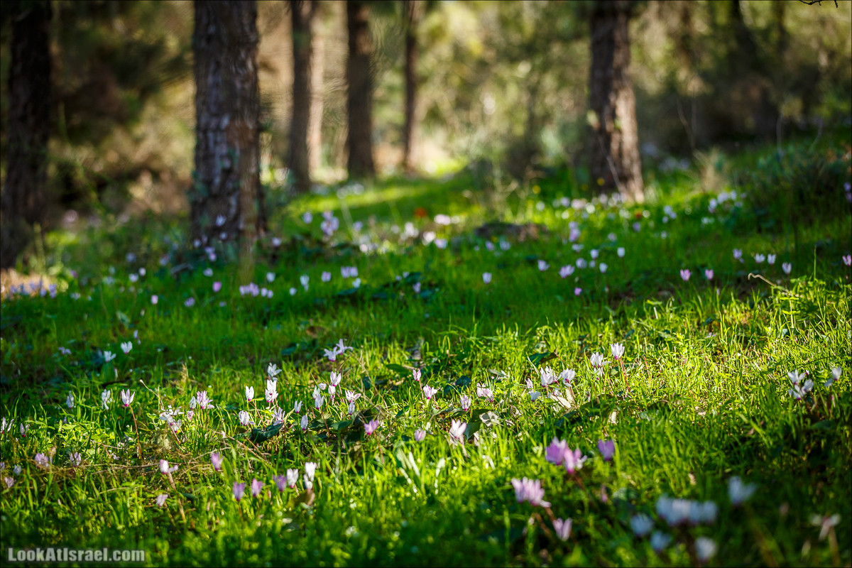 Цветение в Израиле. Самое яркое время года - зима | LookAtIsrael.com - Фото путешествия по Израилю