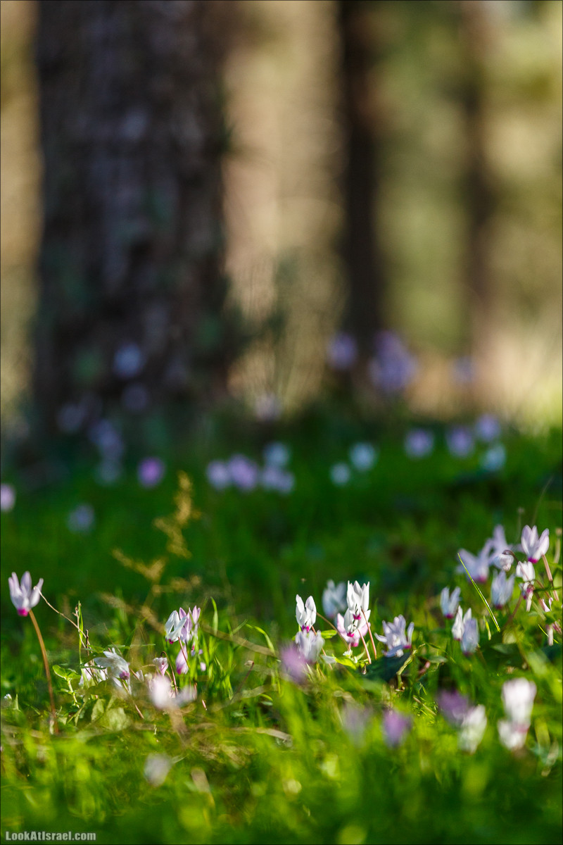 Цветение в Израиле. Самое яркое время года - зима | LookAtIsrael.com - Фото путешествия по Израилю