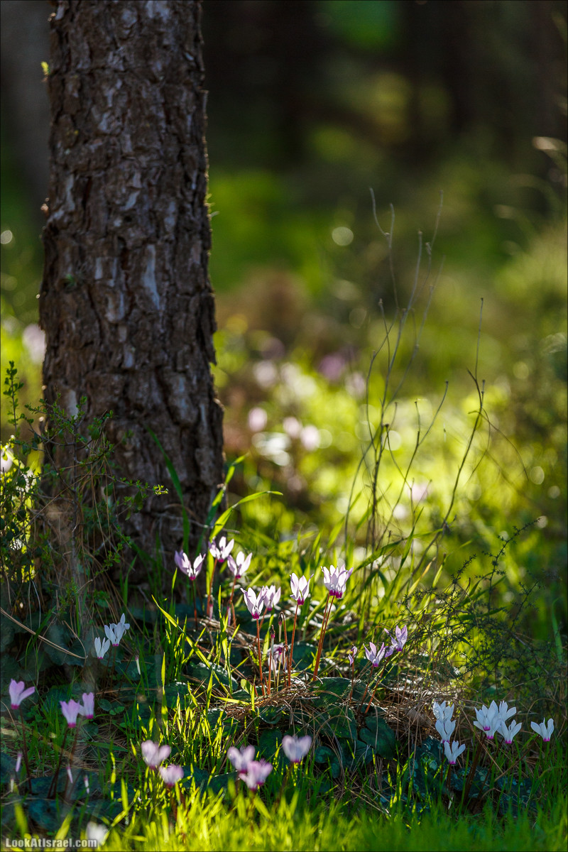 Цветение в Израиле. Самое яркое время года - зима | LookAtIsrael.com - Фото путешествия по Израилю