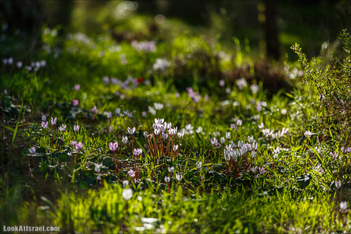 Цветение в Израиле. Самое яркое время года - зима | LookAtIsrael.com - Фото путешествия по Израилю