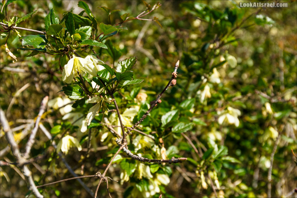 Цветение в Израиле. Самое яркое время года - зима | LookAtIsrael.com - Фото путешествия по Израилю