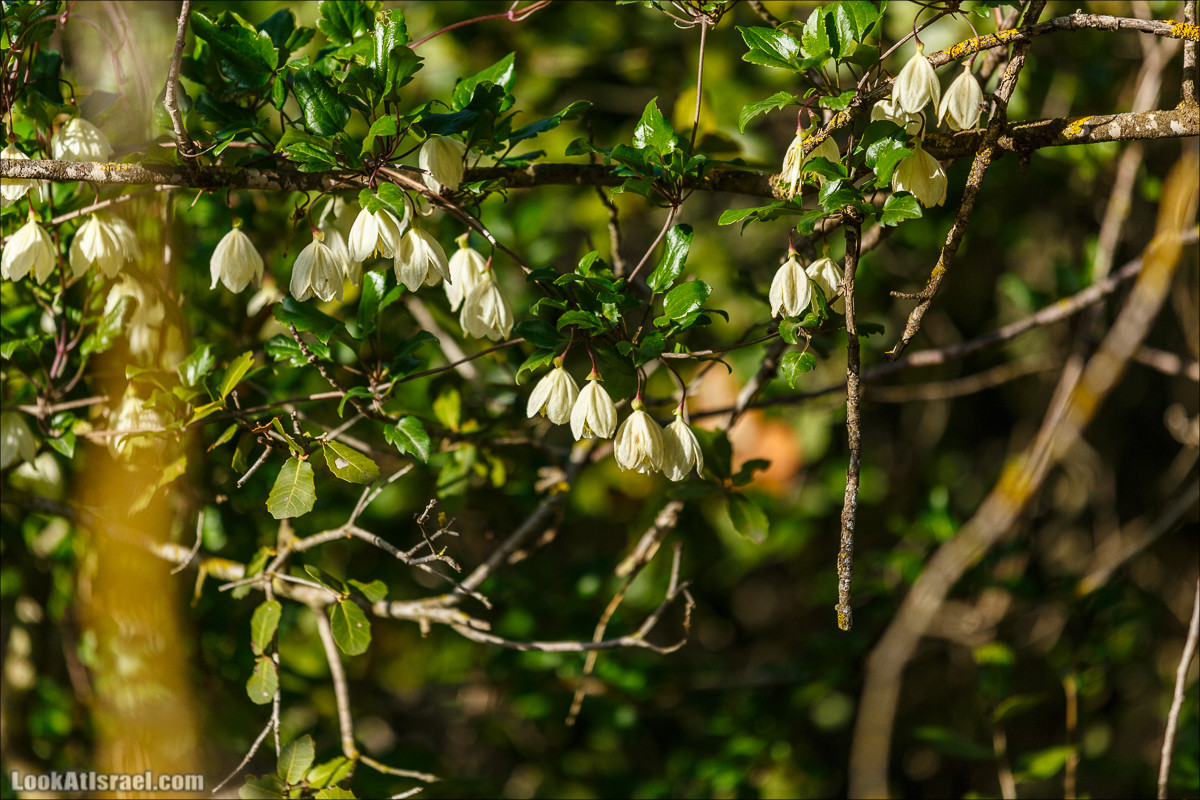 Цветение в Израиле. Самое яркое время года - зима | LookAtIsrael.com - Фото путешествия по Израилю