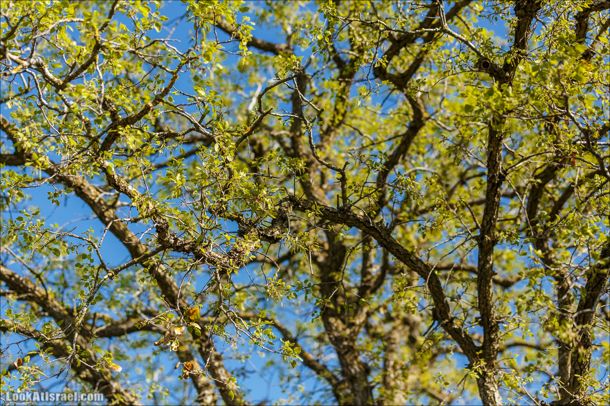 Цветение в Израиле. Самое яркое время года - зима | LookAtIsrael.com - Фото путешествия по Израилю