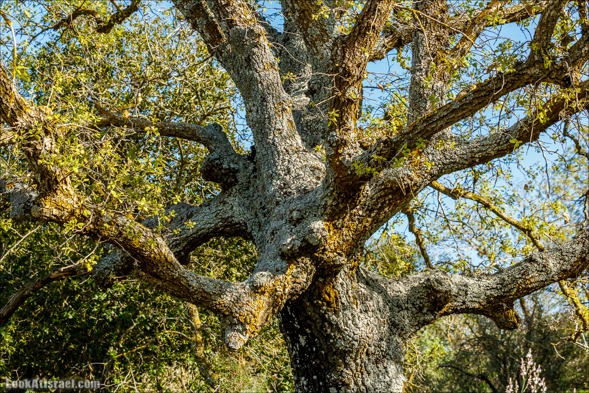 Цветение в Израиле. Самое яркое время года - зима | LookAtIsrael.com - Фото путешествия по Израилю