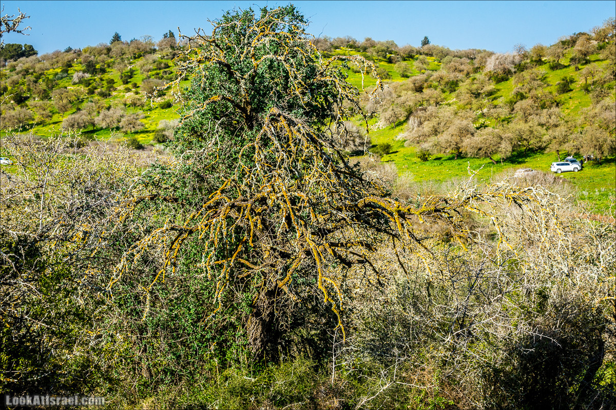Цветение в Израиле. Самое яркое время года - зима | LookAtIsrael.com - Фото путешествия по Израилю