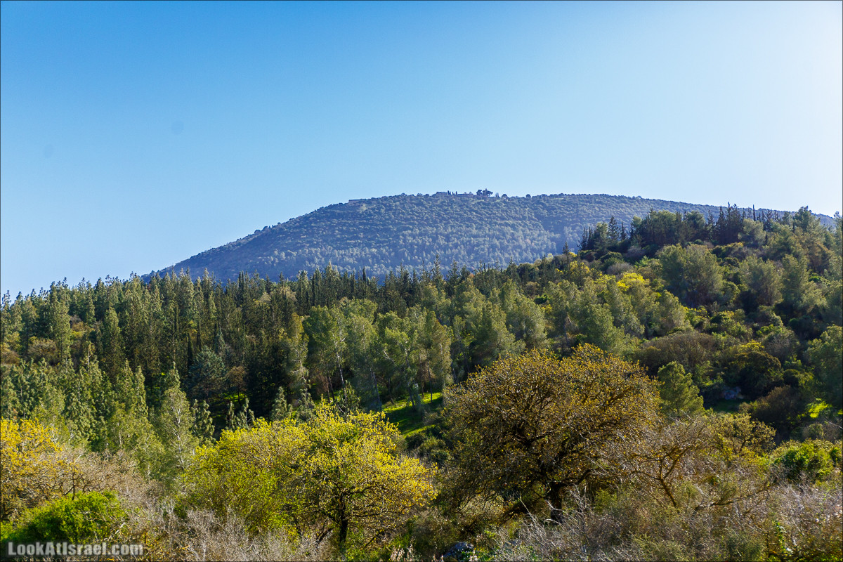 Цветение в Израиле. Самое яркое время года - зима | LookAtIsrael.com - Фото путешествия по Израилю