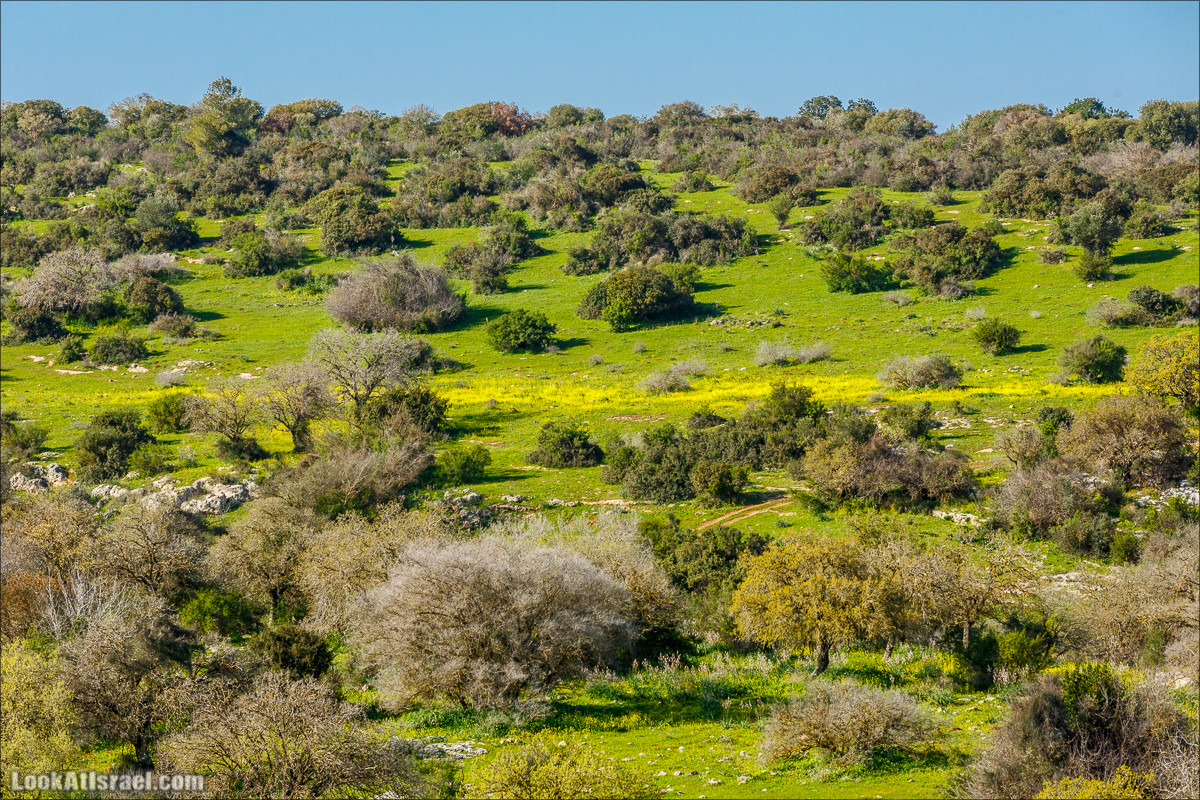 Цветение в Израиле. Самое яркое время года - зима | LookAtIsrael.com - Фото путешествия по Израилю