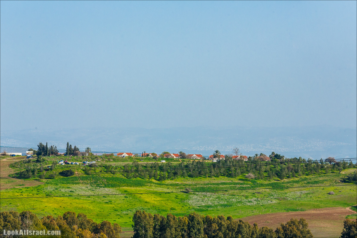 Цветение в Израиле. Самое яркое время года - зима | LookAtIsrael.com - Фото путешествия по Израилю