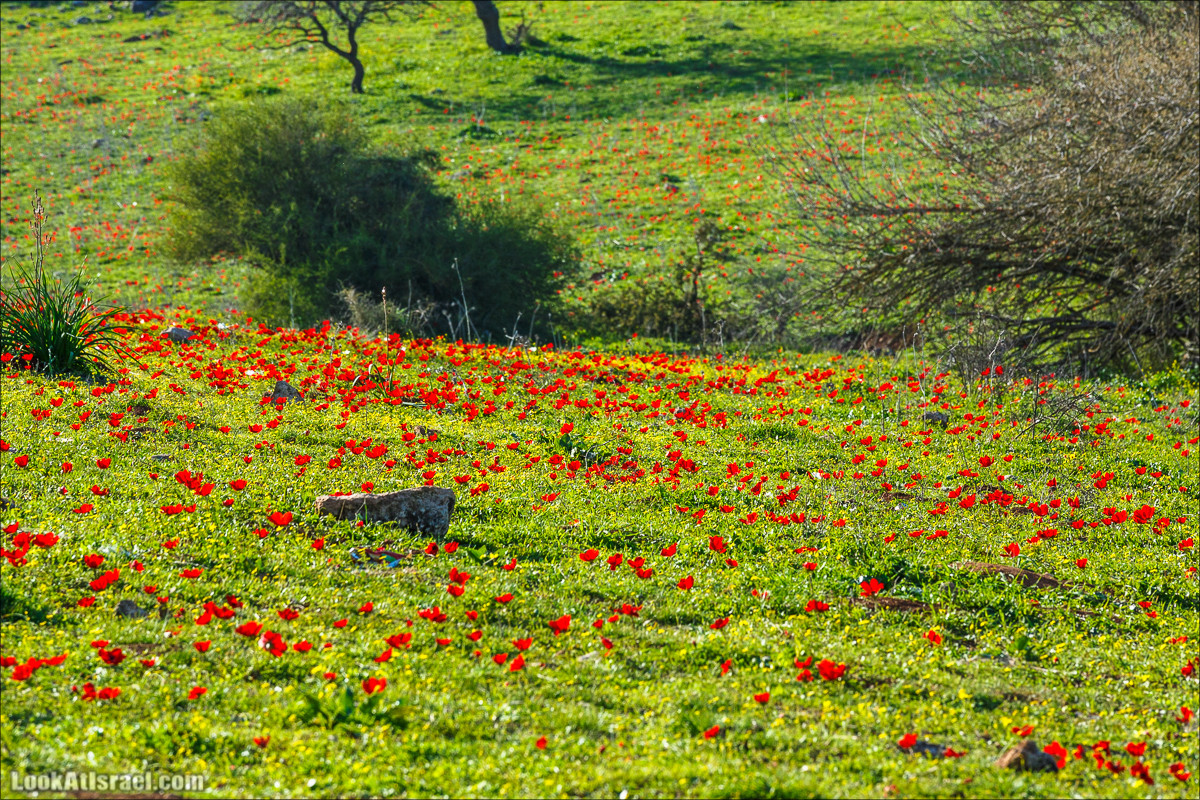Цветение в Израиле. Самое яркое время года - зима | LookAtIsrael.com - Фото путешествия по Израилю