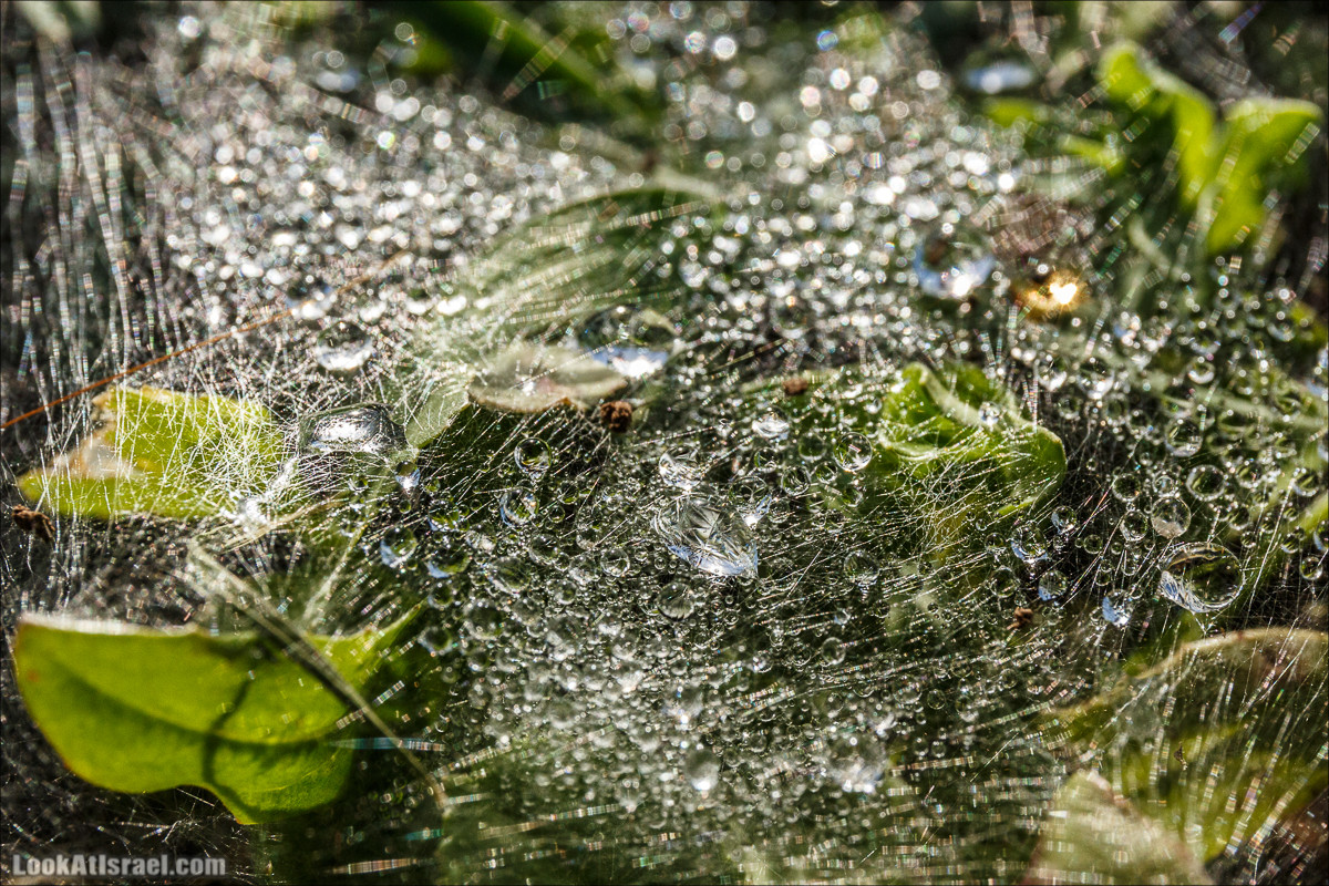 Цветение в Израиле. Самое яркое время года - зима | LookAtIsrael.com - Фото путешествия по Израилю