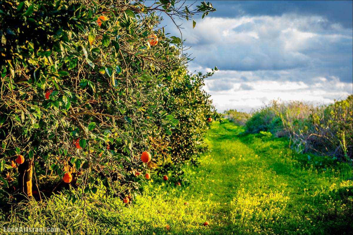 Цветение в Израиле. Самое яркое время года - зима | LookAtIsrael.com - Фото путешествия по Израилю