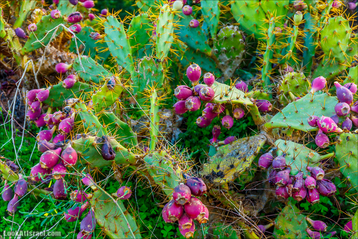 Цветение в Израиле. Самое яркое время года - зима | LookAtIsrael.com - Фото путешествия по Израилю