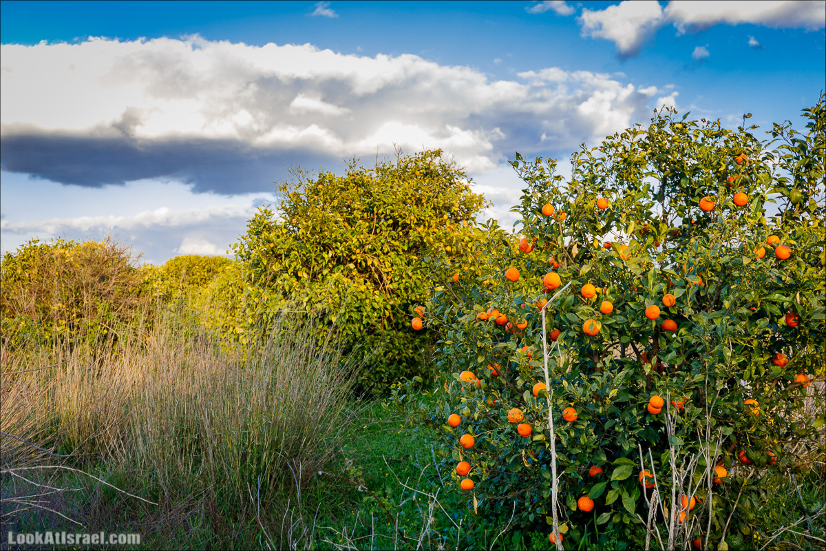 Цветение в Израиле. Самое яркое время года - зима | LookAtIsrael.com - Фото путешествия по Израилю