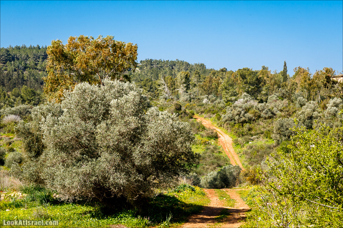 Цветение в Израиле. Самое яркое время года - зима | LookAtIsrael.com - Фото путешествия по Израилю