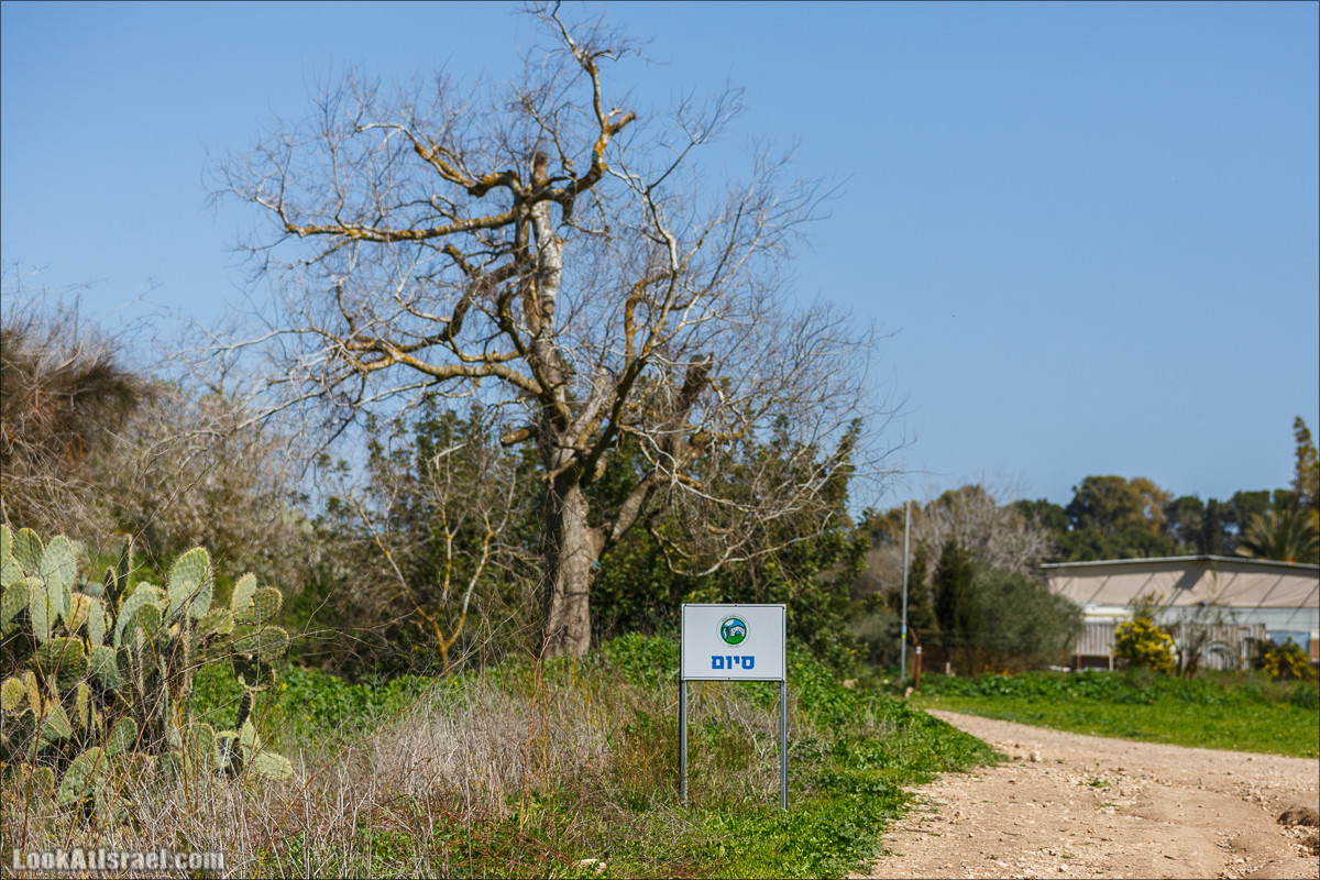 Цветение в Израиле. Самое яркое время года - зима | LookAtIsrael.com - Фото путешествия по Израилю