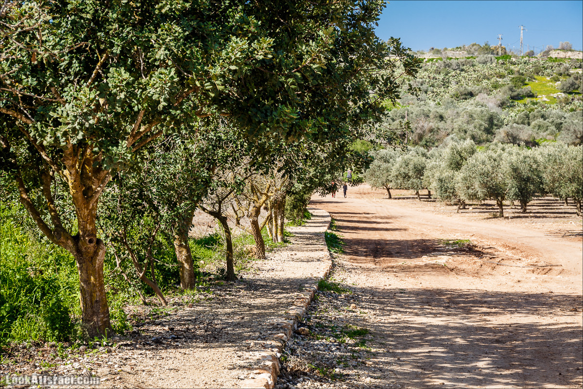 Субботники в Галилее | LookAtIsrael.com - Фото путешествия по Израилю