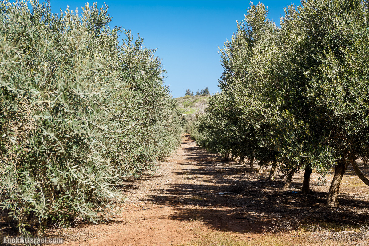Субботники в Галилее | LookAtIsrael.com - Фото путешествия по Израилю