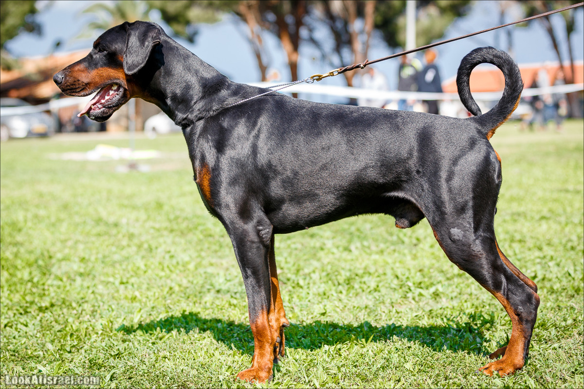 Выставка собак в Канот, Израиль. Доберманы, колли, пинчер, корги, пудель | LookAtIsrael.com - Фото путешествия по Израилю
