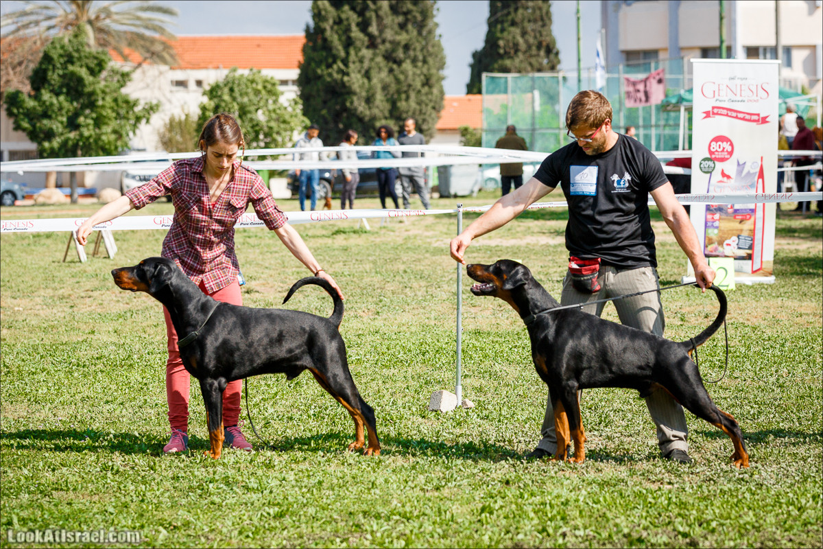 Выставка собак в Канот, Израиль. Доберманы, колли, пинчер, корги, пудель | LookAtIsrael.com - Фото путешествия по Израилю