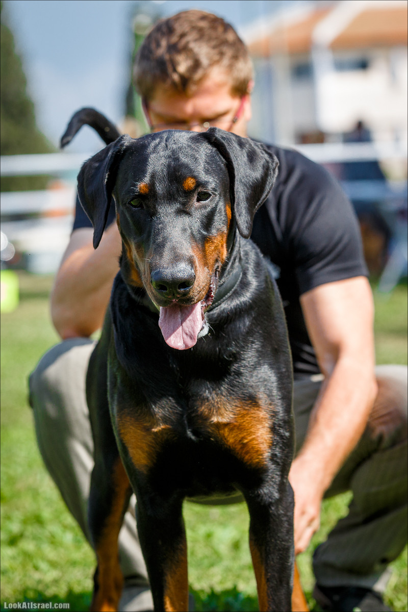Выставка собак в Канот, Израиль. Доберманы, колли, пинчер, корги, пудель | LookAtIsrael.com - Фото путешествия по Израилю