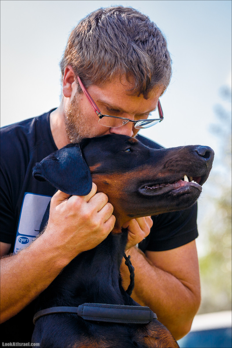 Выставка собак в Канот, Израиль. Доберманы, колли, пинчер, корги, пудель | LookAtIsrael.com - Фото путешествия по Израилю