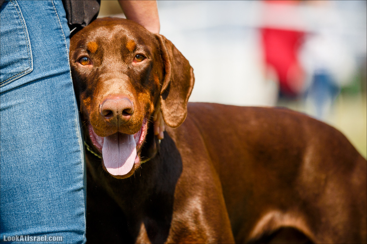 Выставка собак в Канот, Израиль. Доберманы, колли, пинчер, корги, пудель | LookAtIsrael.com - Фото путешествия по Израилю
