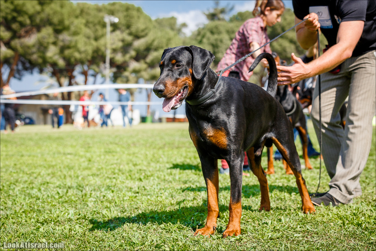 Выставка собак в Канот, Израиль. Доберманы, колли, пинчер, корги, пудель | LookAtIsrael.com - Фото путешествия по Израилю