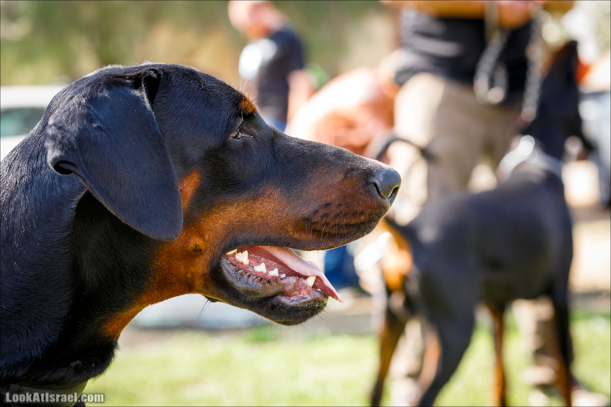 Выставка собак в Канот, Израиль. Доберманы, колли, пинчер, корги, пудель | LookAtIsrael.com - Фото путешествия по Израилю