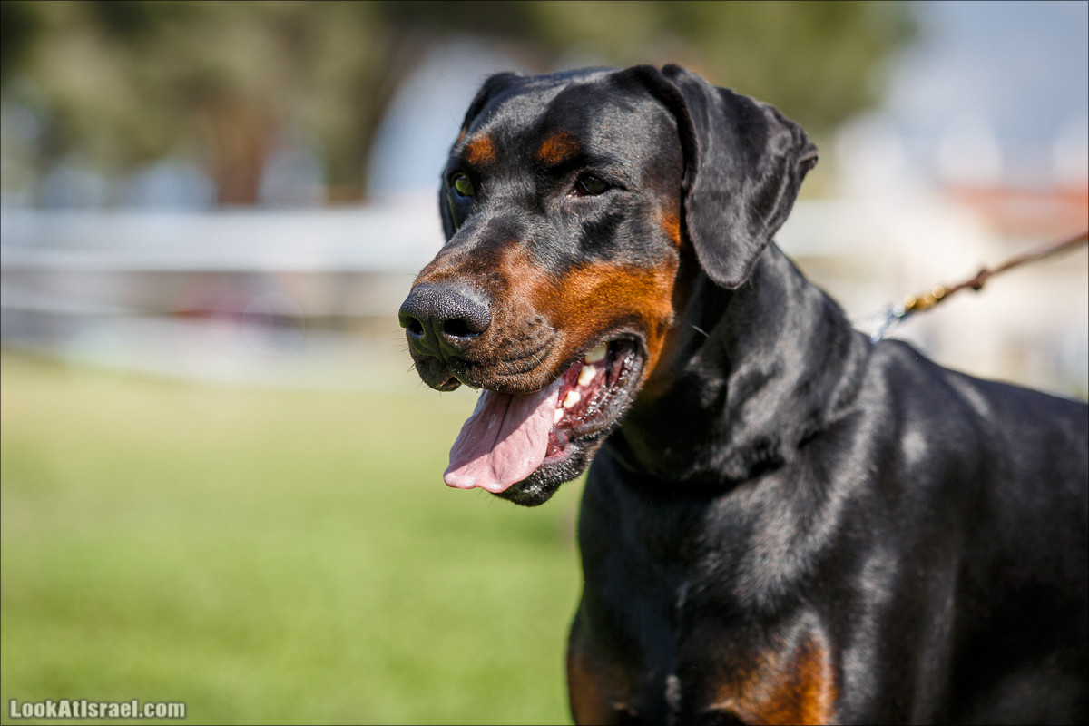 Выставка собак в Канот, Израиль. Доберманы, колли, пинчер, корги, пудель | LookAtIsrael.com - Фото путешествия по Израилю