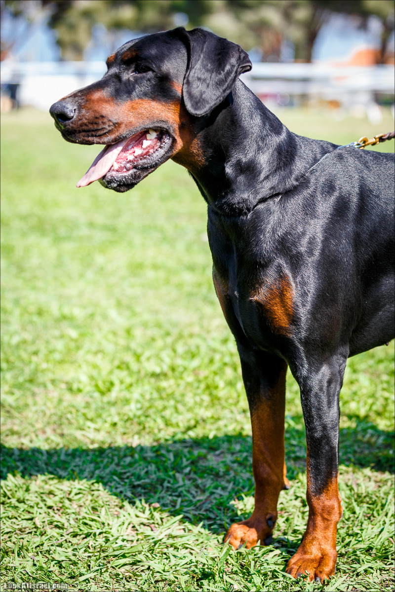 Выставка собак в Канот, Израиль. Доберманы, колли, пинчер, корги, пудель | LookAtIsrael.com - Фото путешествия по Израилю