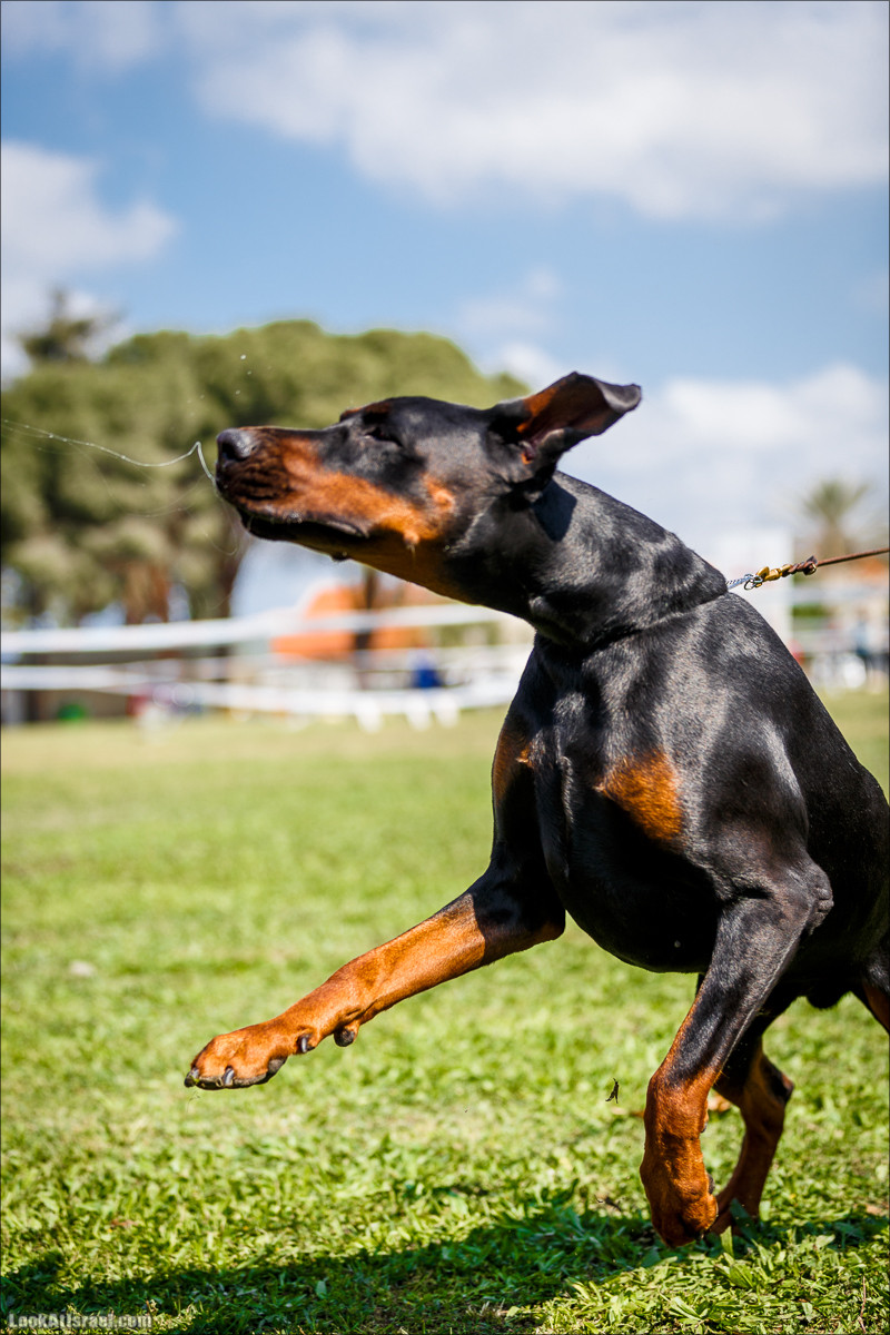 Выставка собак в Канот, Израиль. Доберманы, колли, пинчер, корги, пудель | LookAtIsrael.com - Фото путешествия по Израилю