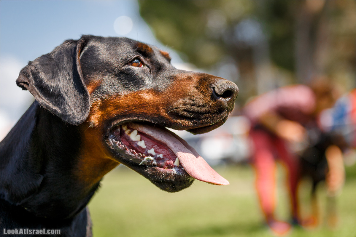 Выставка собак в Канот, Израиль. Доберманы, колли, пинчер, корги, пудель | LookAtIsrael.com - Фото путешествия по Израилю