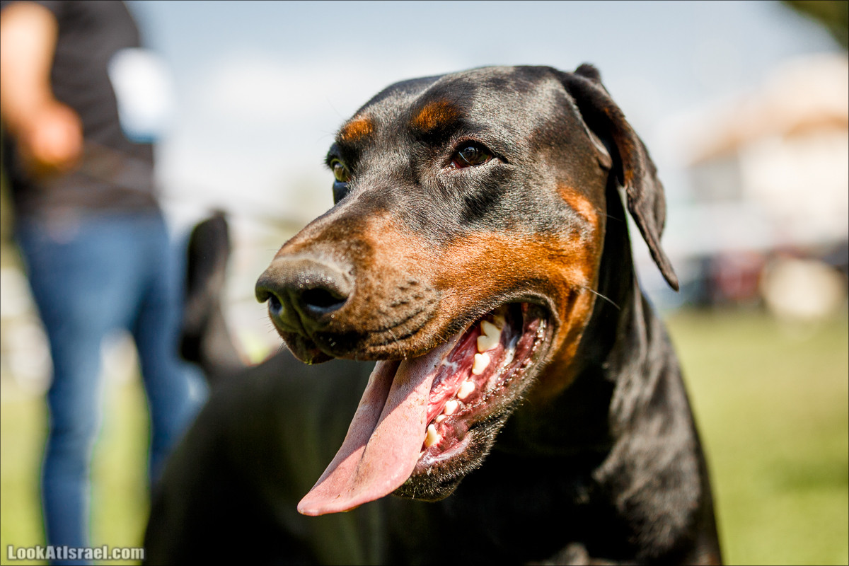 Выставка собак в Канот, Израиль. Доберманы, колли, пинчер, корги, пудель | LookAtIsrael.com - Фото путешествия по Израилю