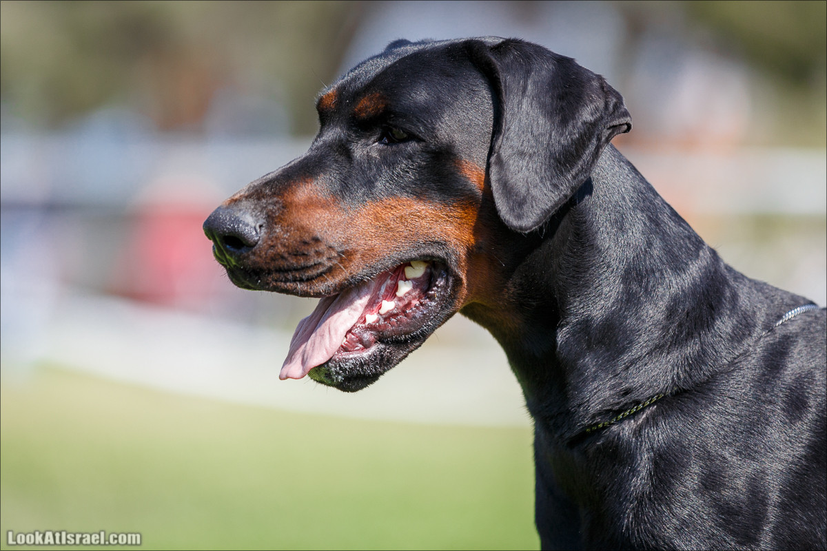 Выставка собак в Канот, Израиль. Доберманы, колли, пинчер, корги, пудель | LookAtIsrael.com - Фото путешествия по Израилю