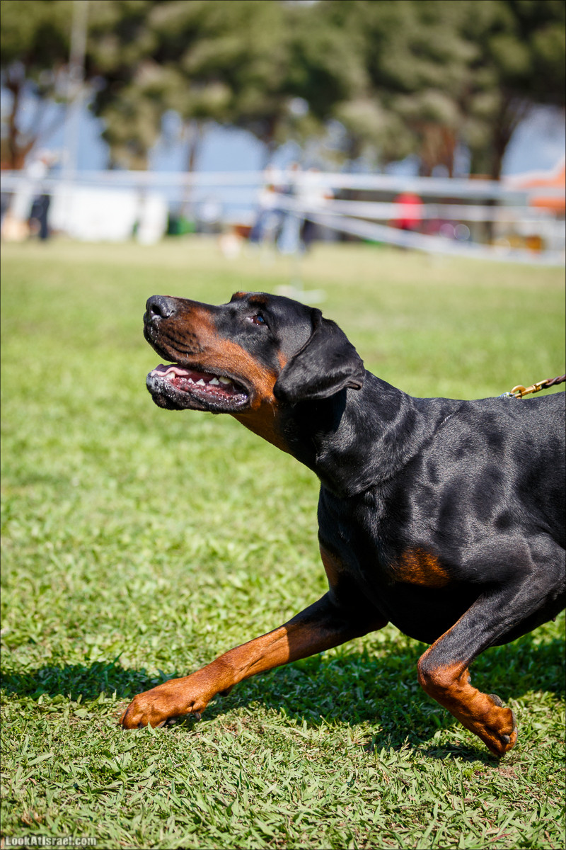 Выставка собак в Канот, Израиль. Доберманы, колли, пинчер, корги, пудель | LookAtIsrael.com - Фото путешествия по Израилю