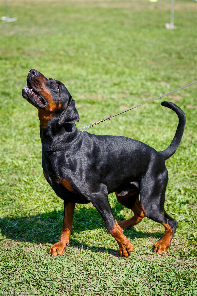 Выставка собак в Канот, Израиль. Доберманы, колли, пинчер, корги, пудель | LookAtIsrael.com - Фото путешествия по Израилю